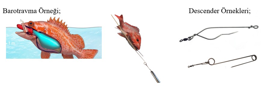 Bluefin Turnuva Logo